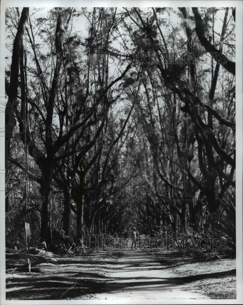 1965 Press Photo Path leading across Paradise Island, Opposite Nassau-Historic Images