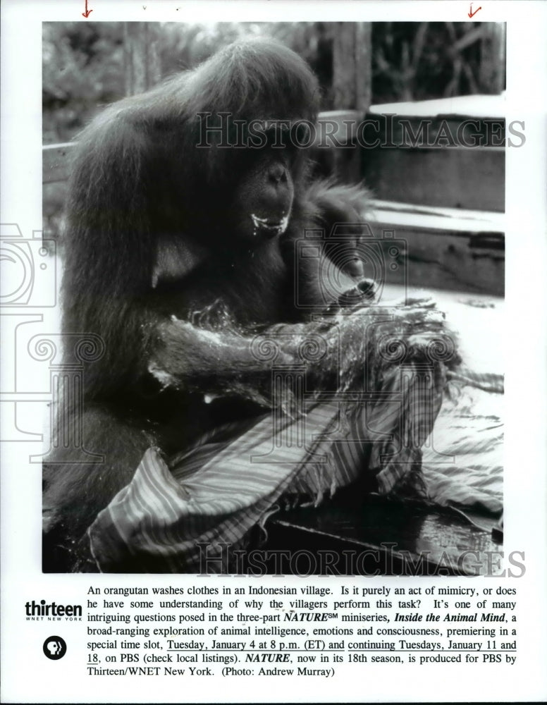 2000 Press Photo Orangutan in-Inside the Animal Mind - cvb11512 - Historic Images