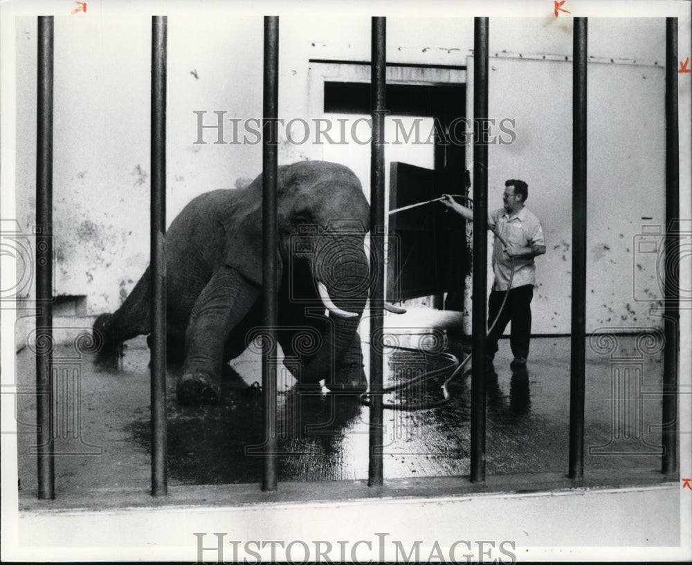 1977, Worker Cools Elephant with Hose at Cleveland Metro Parks Zoo - Historic Images