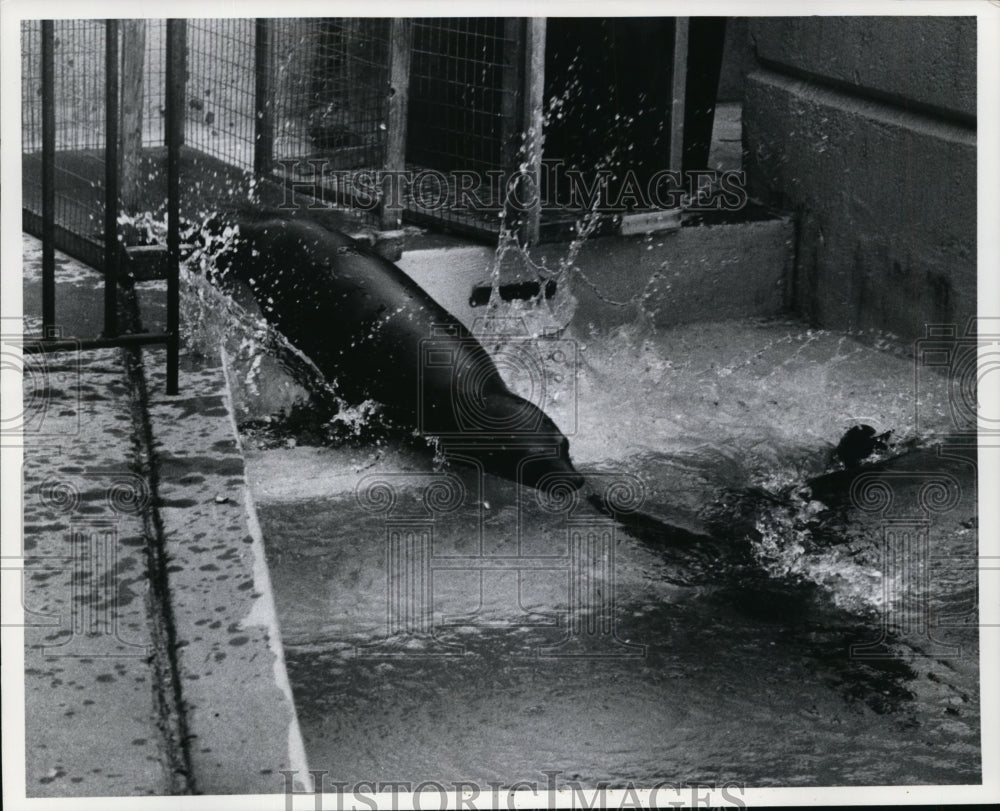 1977 Press Photo Sea Lions Head into Water at Cleveland Metroparks Zoo - Historic Images