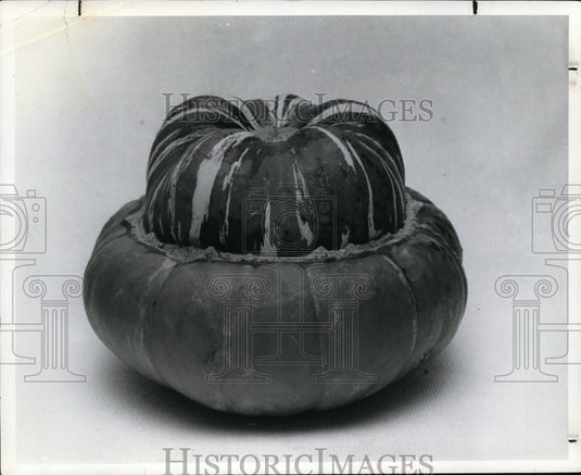 1973 Press Photo Turban Squash with Orange, Green & Yellow Stripes - cvb11531 - Historic Images