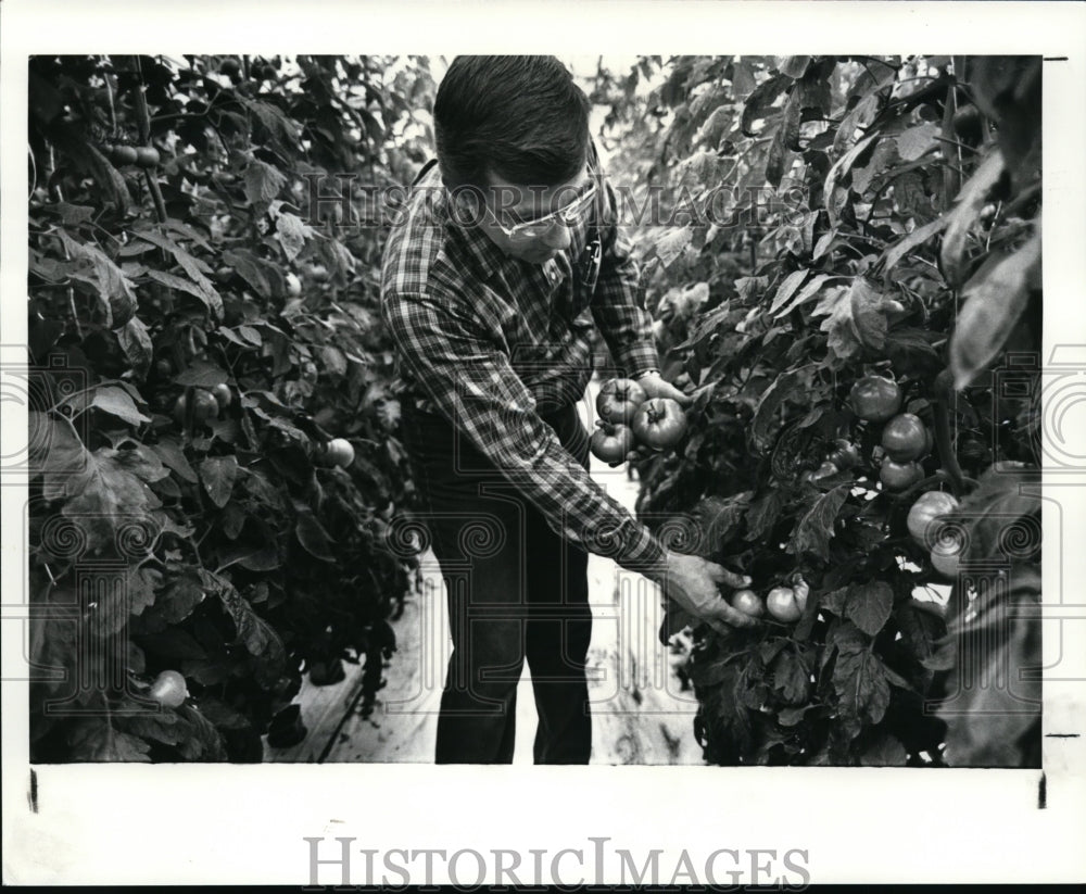 1987 Press Photo Richard Gerhart picks some ripe tomatoes from his greenhouse - Historic Images