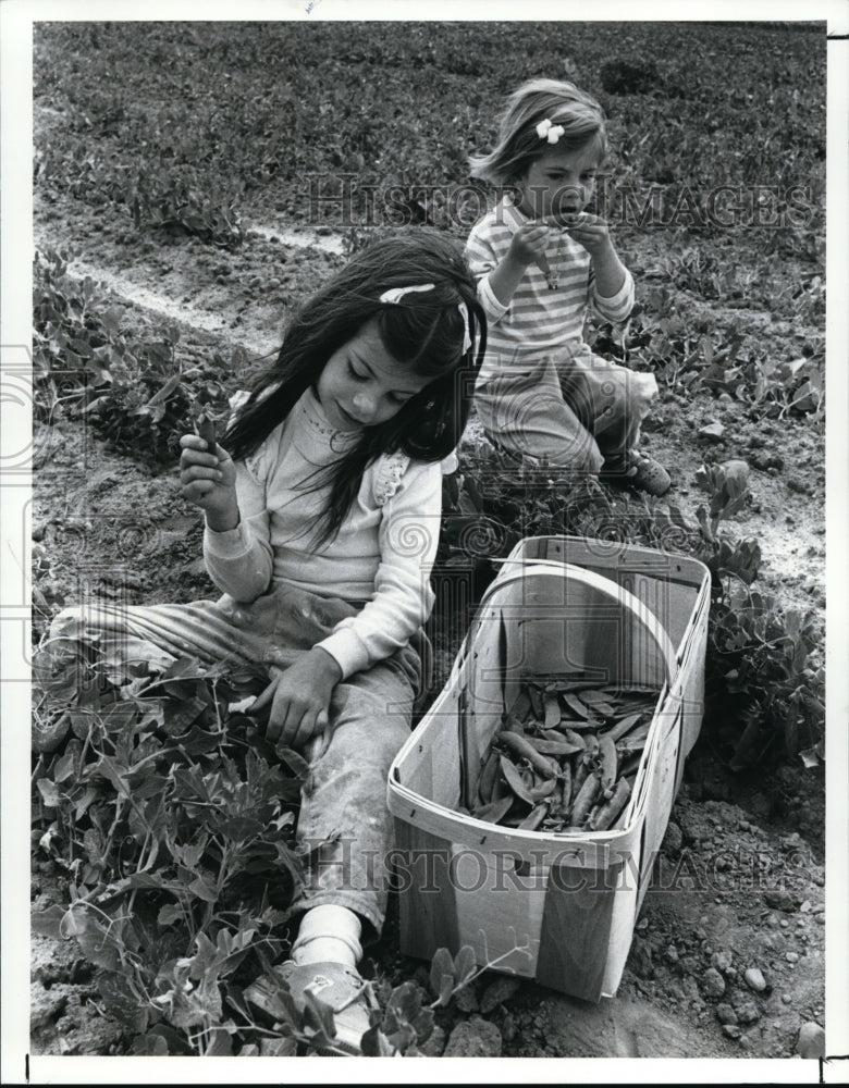 1980 Press Photo Sarah and Lisle Leimbach Pick Peas at Grandpa Pauls Pea Patch - Historic Images