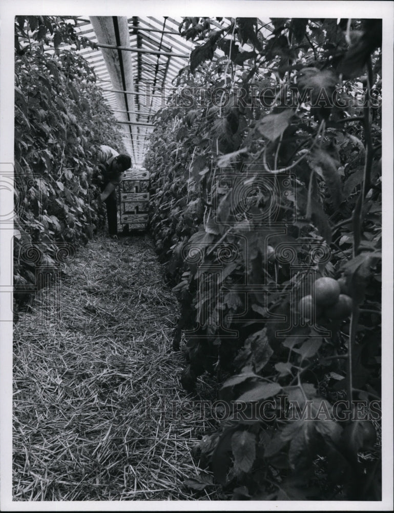 1967, Tomato Industry - cvb12301 - Historic Images