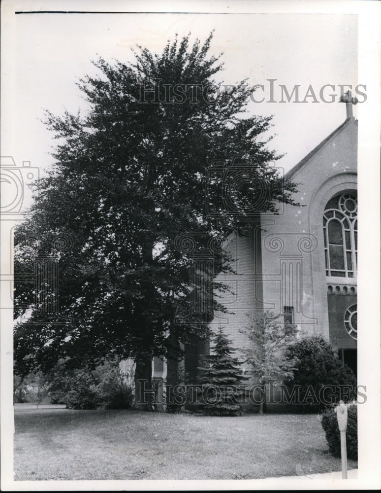 1967 Tree next to the Pilgrim Lutheran Church-Historic Images