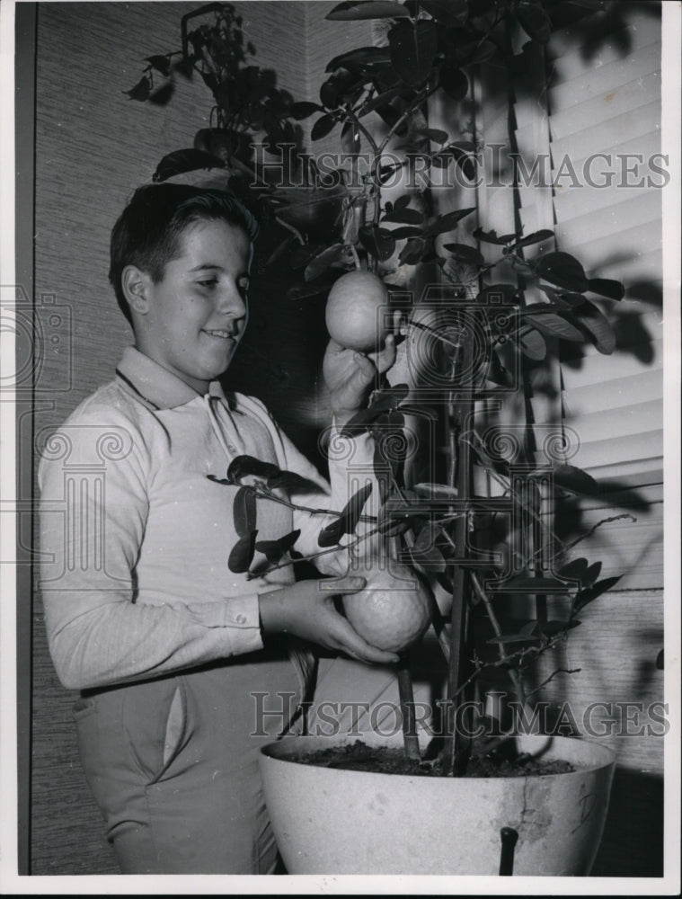 1961 Dan Peters Shows off Ponderosa Lemon Tree, Cleveland, Ohio-Historic Images