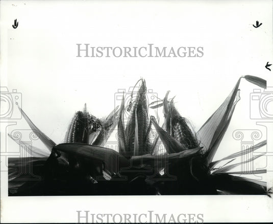 1985 Press Photo Corn crop ready for harvest - cvb13779 - Historic Images