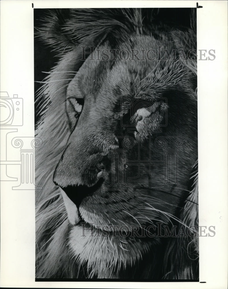 1991 Press Photo Mara Lion by Rick Pas - cvb13969 - Historic Images