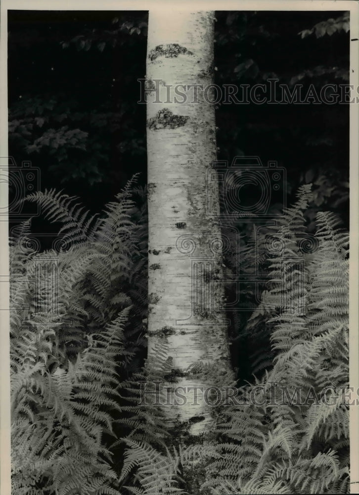 1988 Press Photo Trees Birch - Belfast, Maine - Historic Images