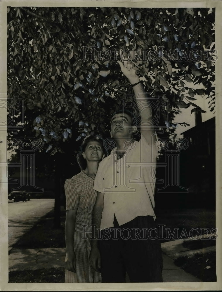 1947 Press Photo Mr. and Mrs. Joseph Vicic in front Pawnee Avenue tree - Historic Images