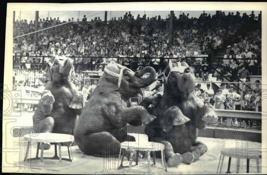 1992 Press Photo Three Elephants Performing in a Circus - cvb15787 - Historic Images