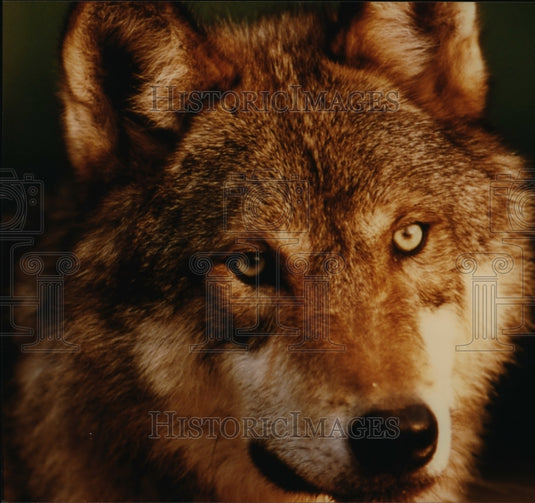 Press Photo Face of a Wolf - cvb15793 - Historic Images