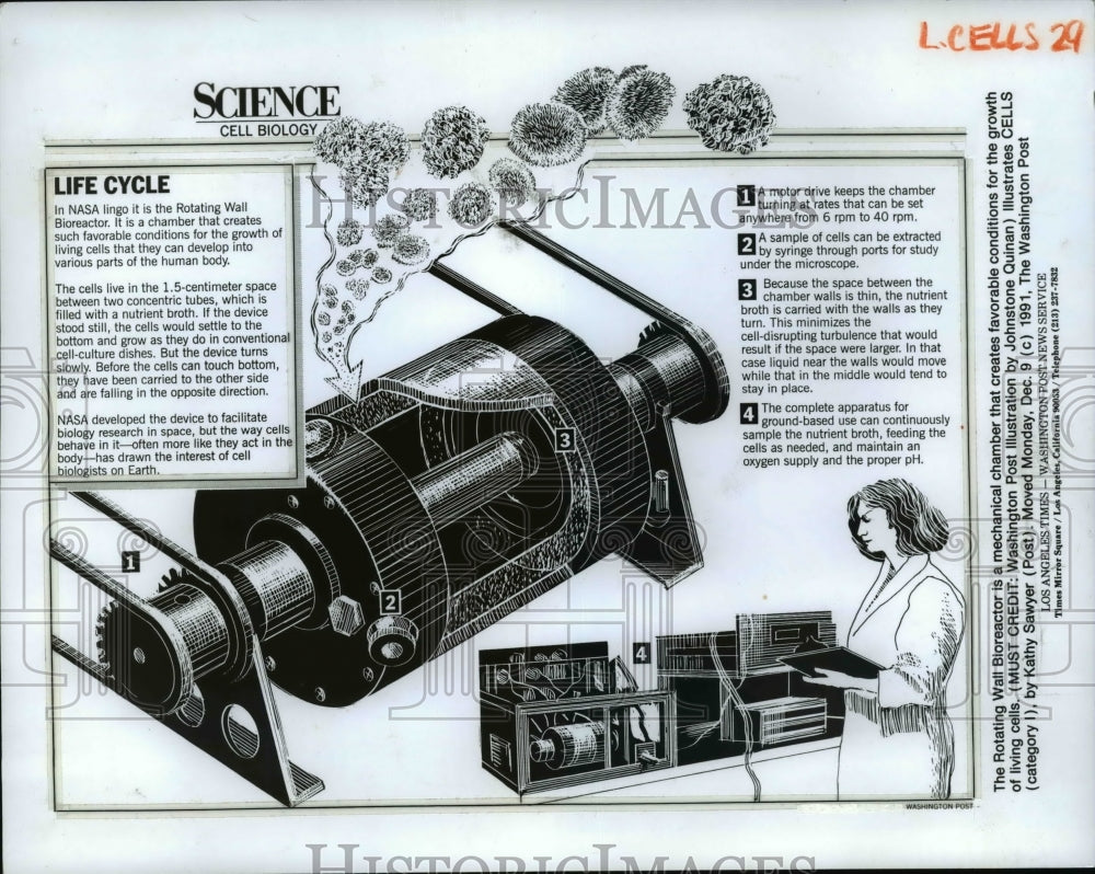 1981 Press Photo Biology - cvb16696 - Historic Images