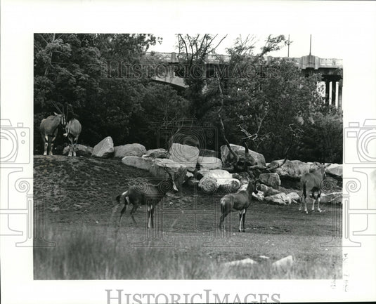 1985 Press Photo Oryx Beisa exhibit at the Cleveland Metro Park Zoo - cvb17434 - Historic Images