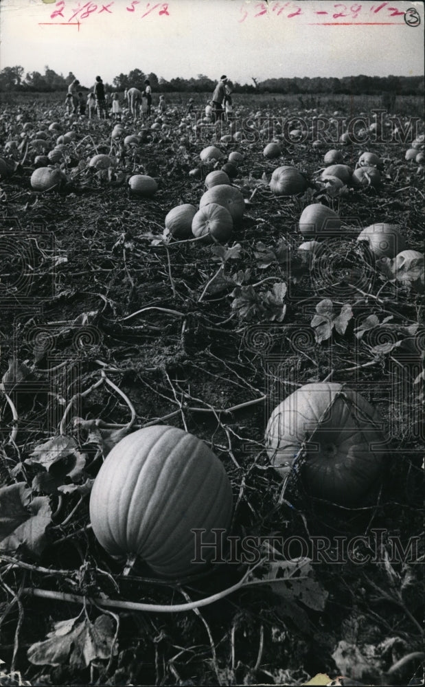 1971 Press Photo Pumpkin patch farm in Cleveland - cvb17600 - Historic Images