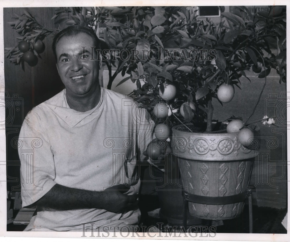 1970 Press Photo Fiore Biasiotta's Lemon Tree - cvb17773 - Historic Images