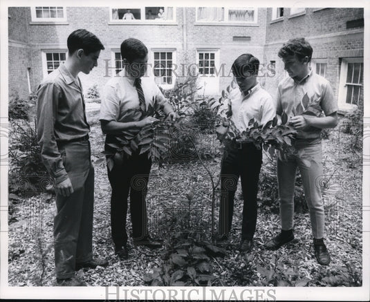 1969 Trees Elm, American-Historic Images