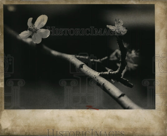 1973 Apple Tree - Blossom in the Fall-Historic Images