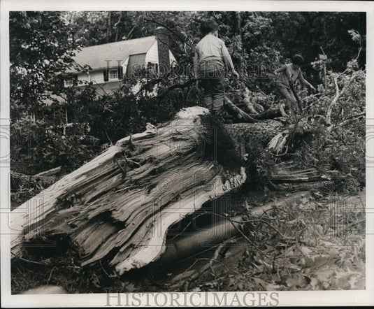 1969 Boy playing on tree Wilbert Avenue-Historic Images