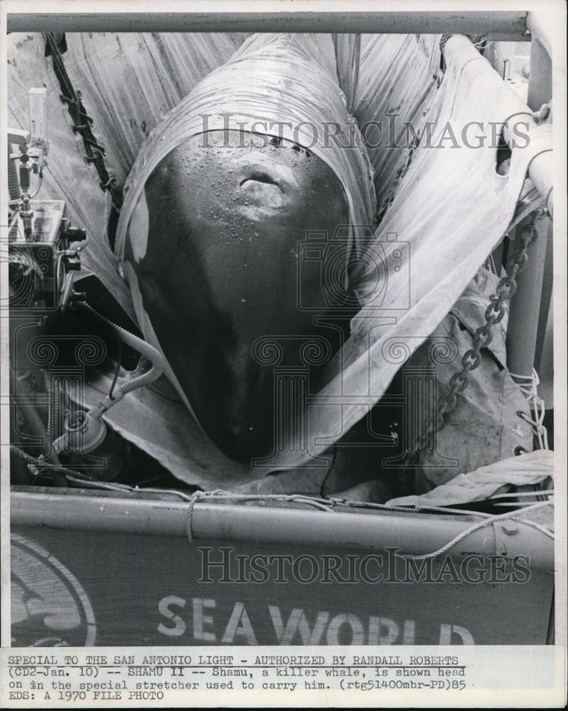 1970 Press Photo Shamu, a killer whale is shown head on in the special stretcher - Historic Images