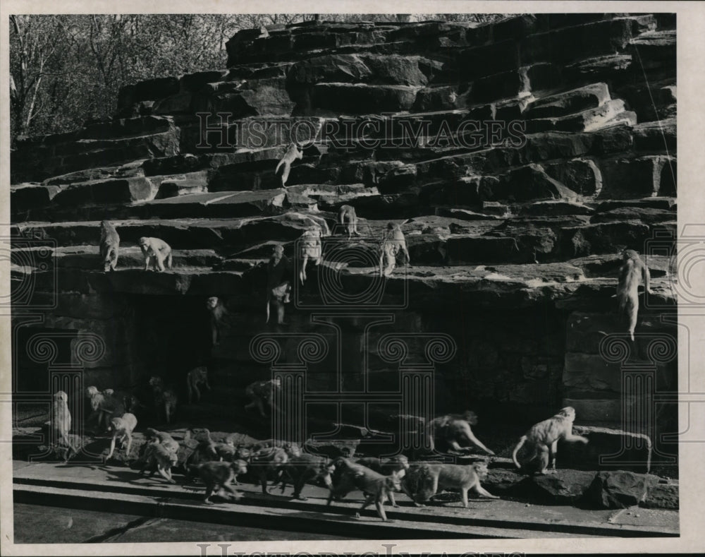 1952 Press Photo Monkey enclosure at the Brookside Zoo, Cleveland - cvb18690 - Historic Images