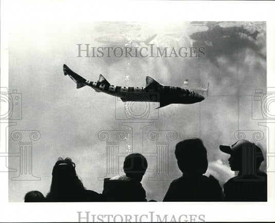 1986 Press Photo The new aquarium at the zoo, the shark tank. - cvb18696 - Historic Images