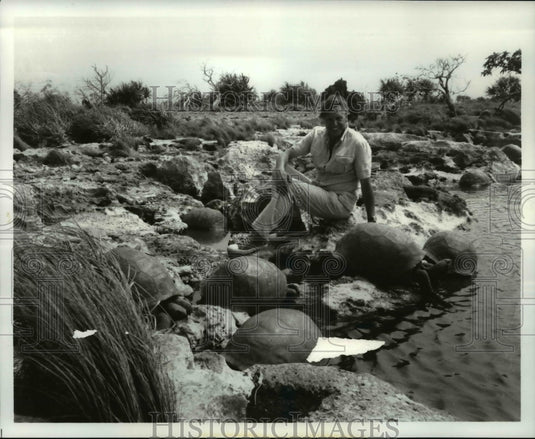 Press Photo Island Bred Giants - cvb20081 - Historic Images
