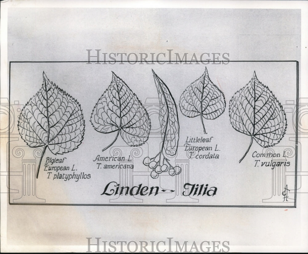 1974 Linden Tree-Historic Images