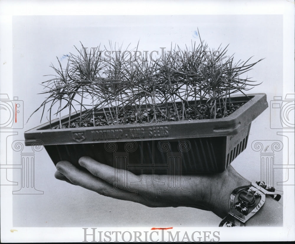 1970 Press Photo Ponderosa Pine seedlings in Northrup King pre-started tray - Historic Images