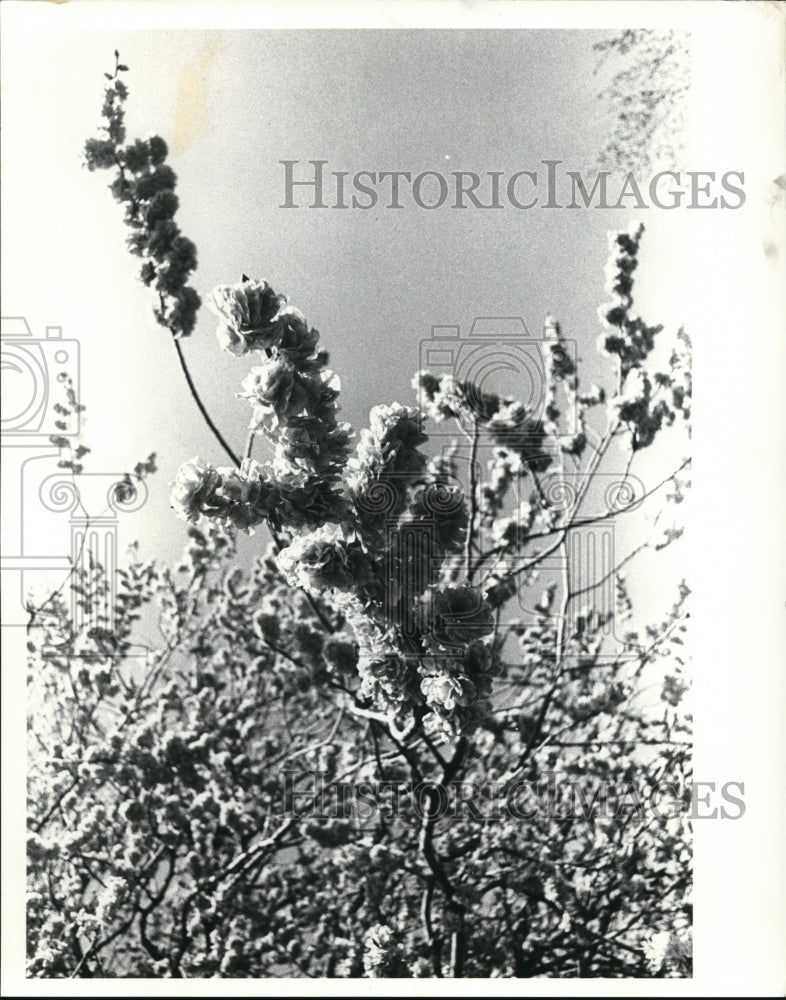 1981 Press Photo European Flowering Elm Tree along Euclid Creek - cvb20426 - Historic Images