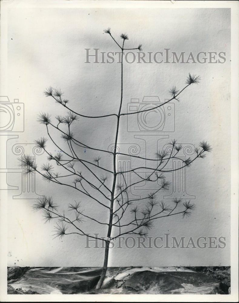 1969 Pine Tree-Historic Images