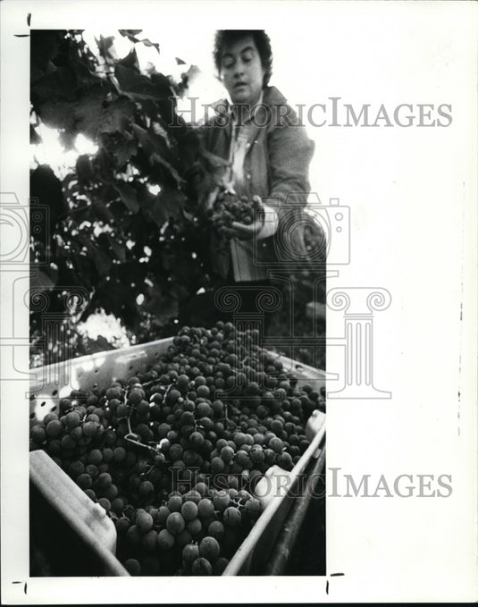 1985 Press Photo Chalet Debonne, Madison, Ohio. - cvb20732 - Historic Images