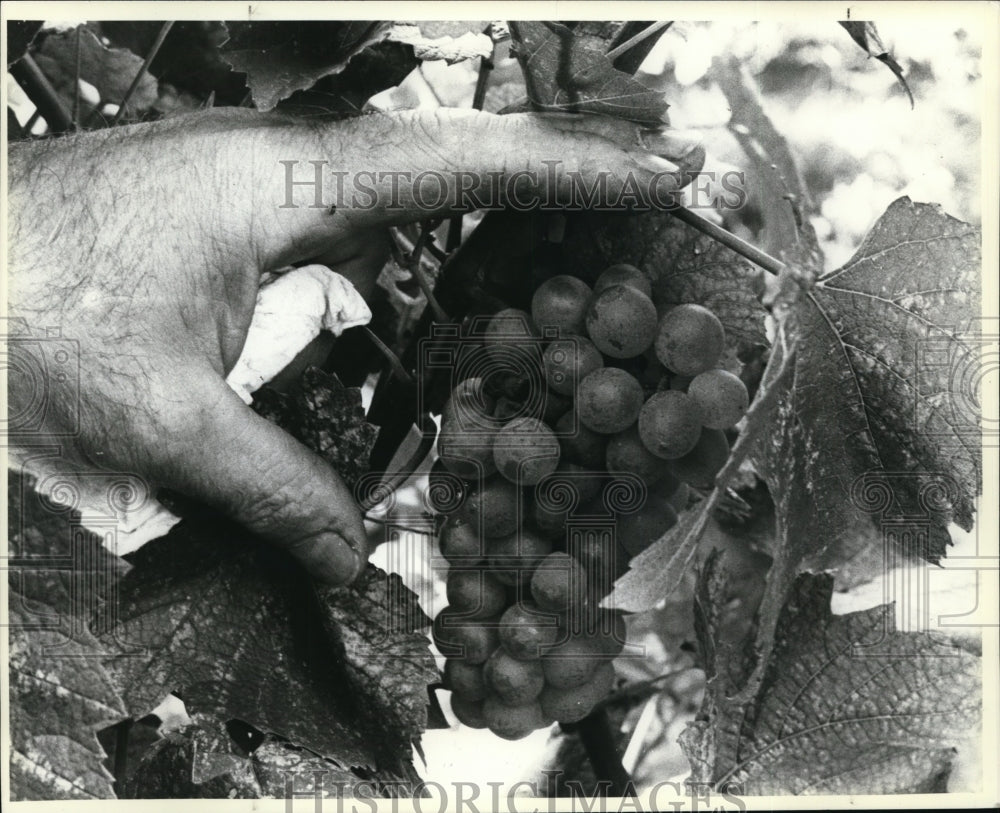 1983 Press Photo Markko Vineyard-Chardonnay grape - cvb21429 - Historic Images