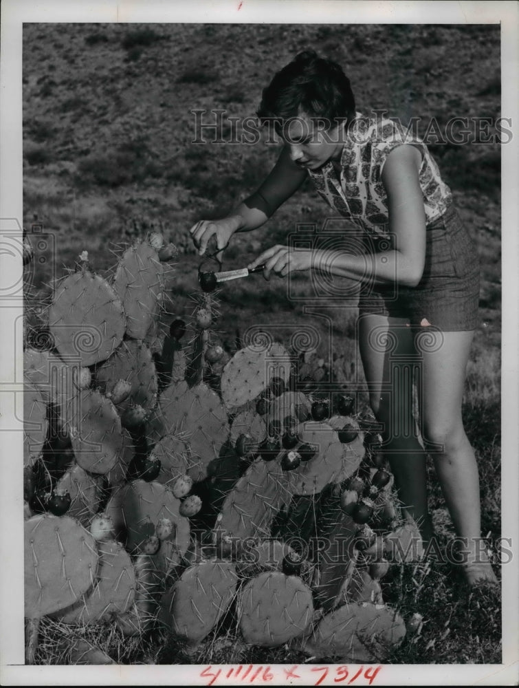 1963, Fruits and Prickly Pear - cvb21841 - Historic Images