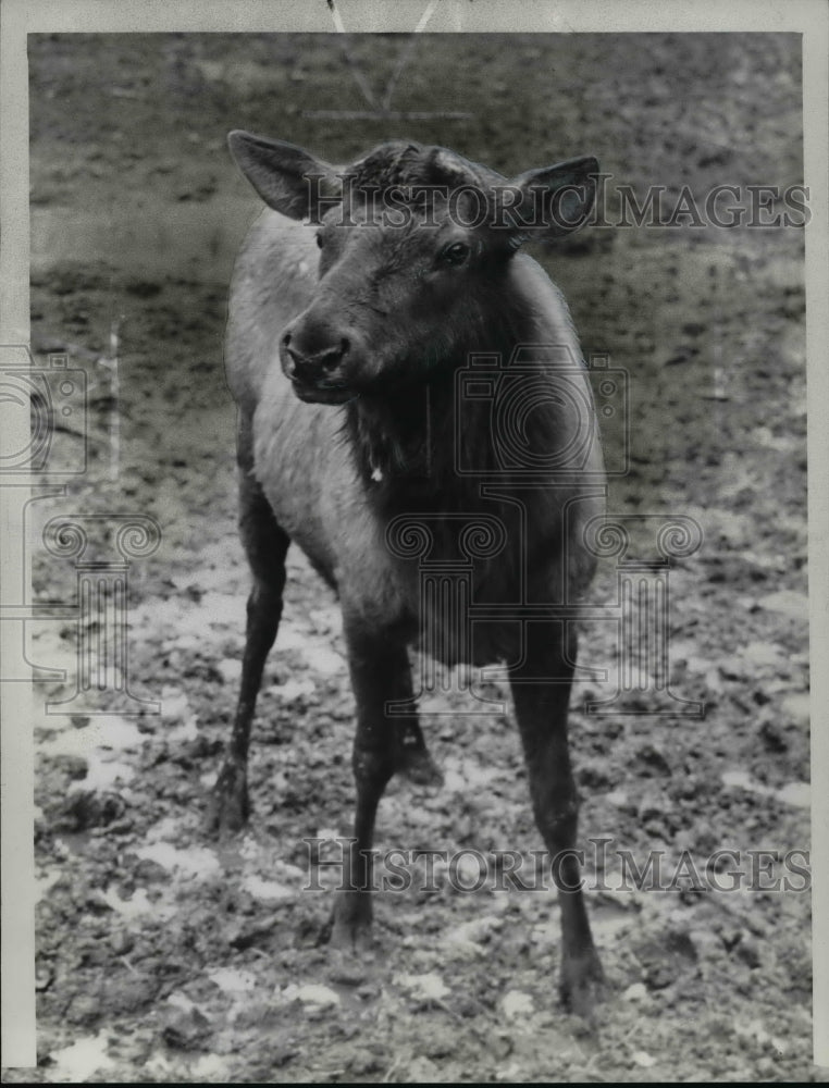 1941 Press Photo Bill, the Elk at Brookside Zoo the after his horns dropped off - Historic Images