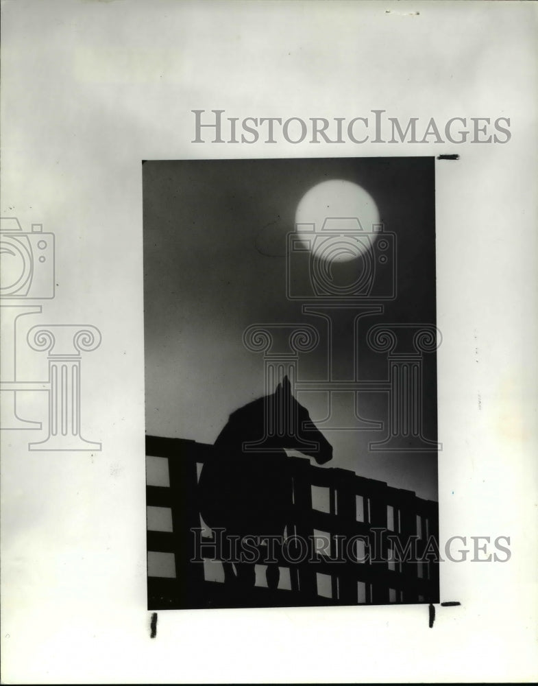 1985 Press Photo A horse stands in the moonlight in Lexington Kentucky - Historic Images