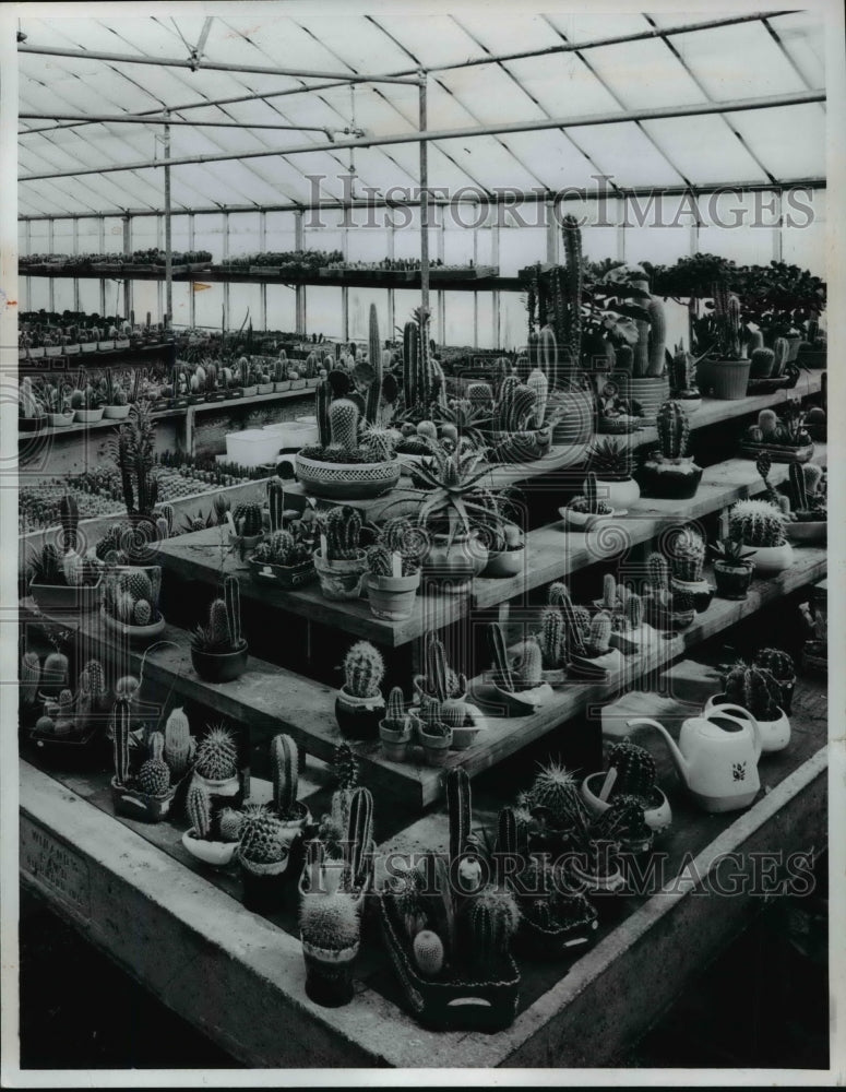 1967 Press Photo Flower & Plants "Cactus" - cvb22264 - Historic Images