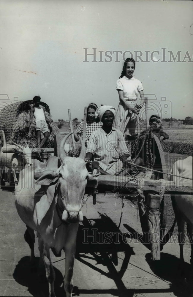 1971 Press Photo Photo of working cows in India. - cvb22310 - Historic Images