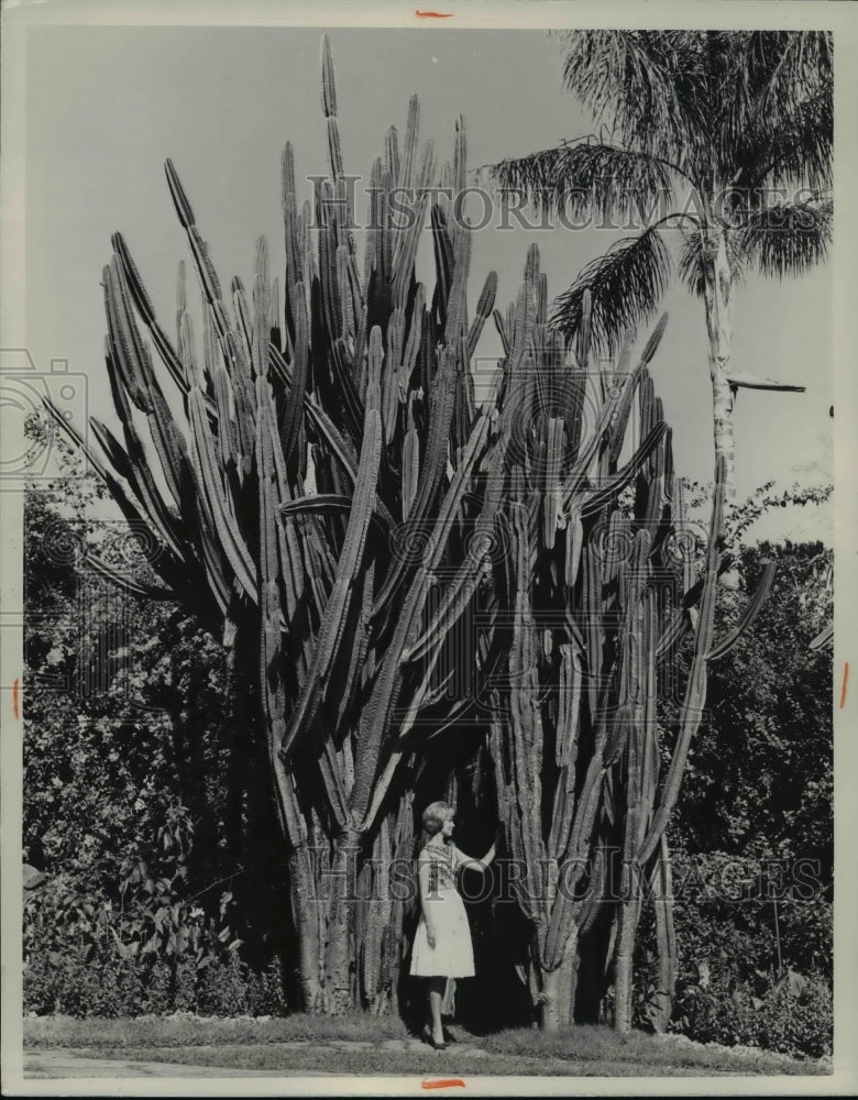 1965 Diane Welch among the giant Pipe Organ Cactus in St Petersburg-Historic Images