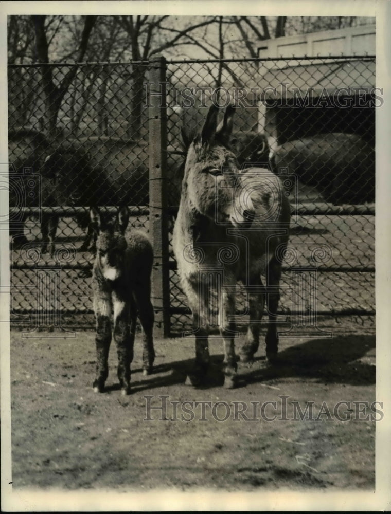 1934 Press Photo Betty the donkey at Lincoln Park Zoo w/ offspring Democrat-Historic Images