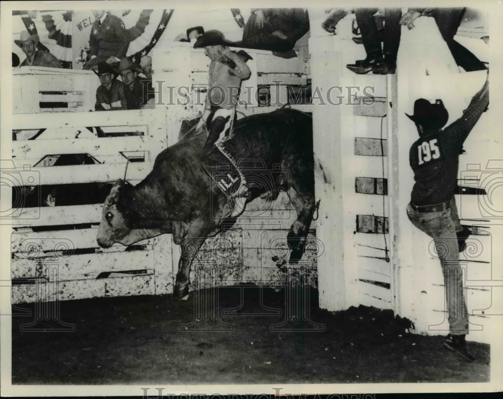 1965 Bucking Brahman bull with rider Bill Kornell aboard-Historic Images