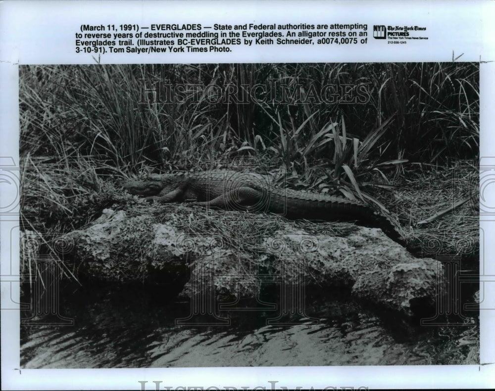 1991 Press Photo An alligator rest on an Everglades trail - cvb22571 - Historic Images