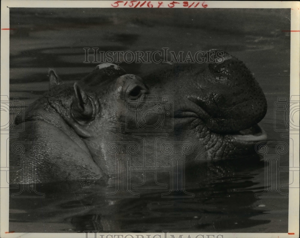 1956, Hippopotamus - cvb22625 - Historic Images