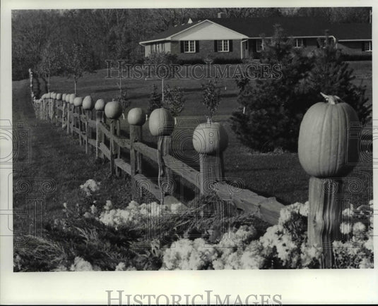 1985, Pumpkins on a fence - cvb22735 - Historic Images