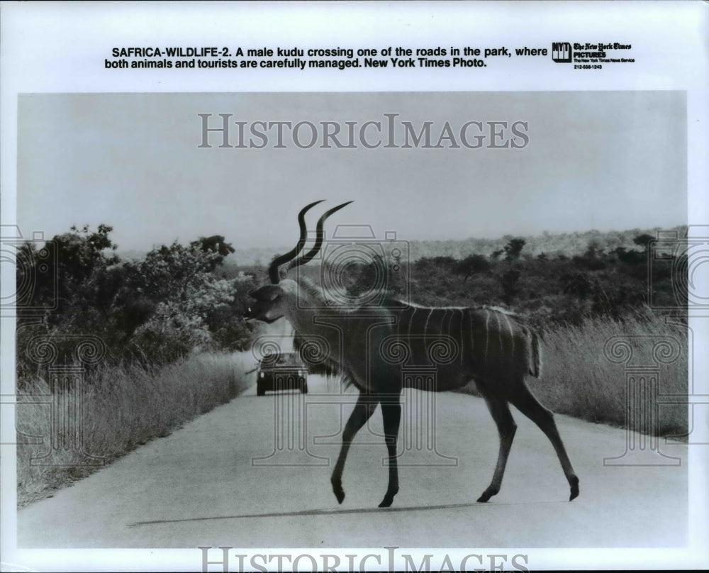 1990 Press Photo Male kudu - cvb22911 - Historic Images