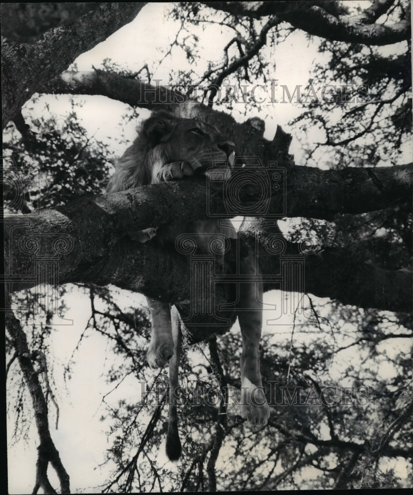 1965, Lions falling asleep above a tree - cvb23867 - Historic Images