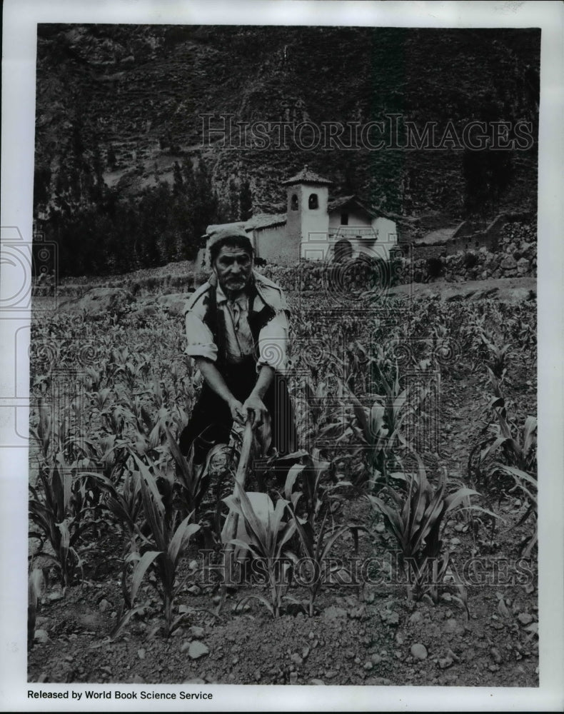 1968 Press Photo Inca farmer of Peru uses centuries old technique to tend field - Historic Images