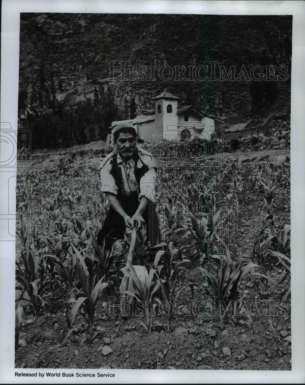 1968 Press Photo Inca farmer of Peru uses centuries old technique to t ...