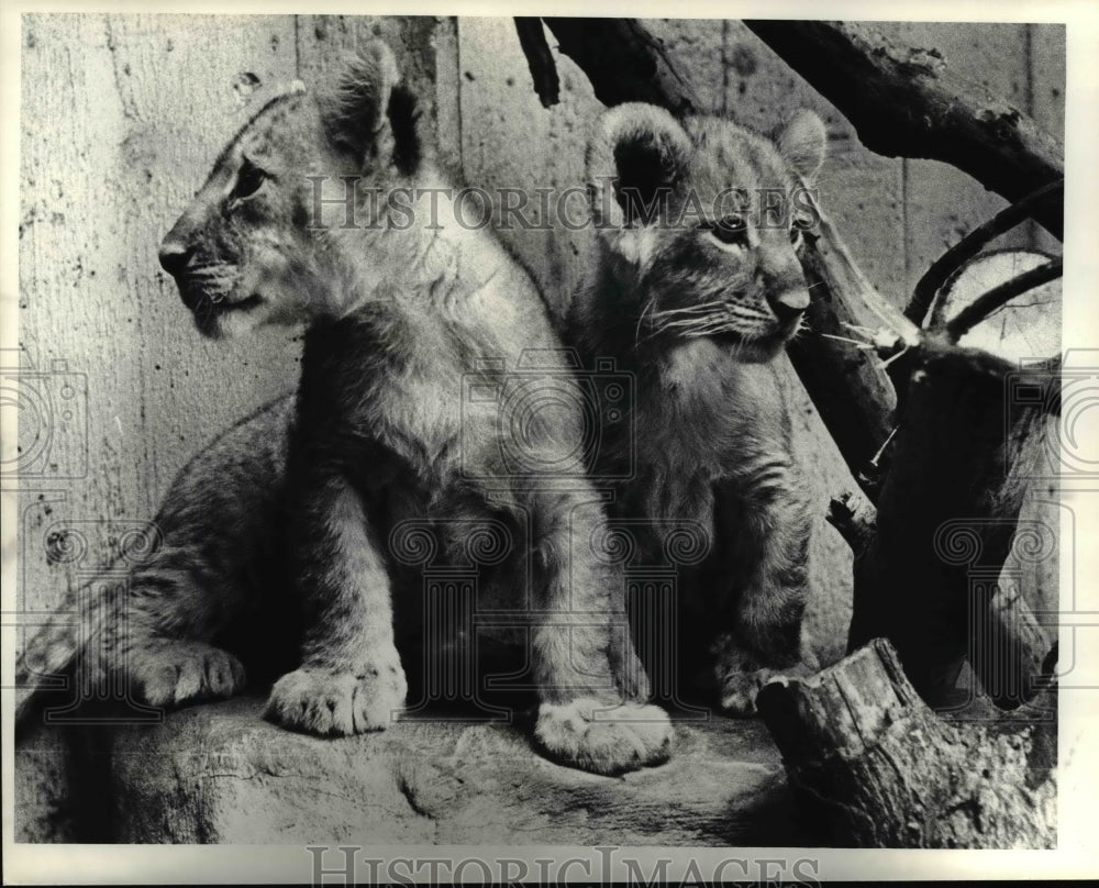 1980, Lion Cubs at the Cleveland Metropolitan Zoo - cvb24497 - Historic Images