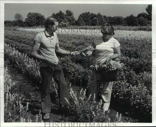 1987 Press Photo: Paul & Linda Hofer harvest Everlastings at Antioch Gardens - Historic Images